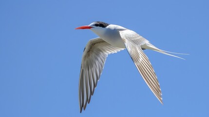 Fototapeta premium Whiskered Tern flying against a backdrop of clear blue skies