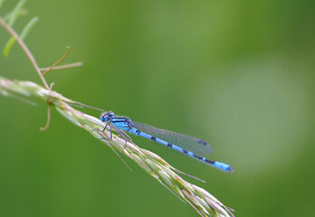 Common damselfly (Calopteryx virgo) is a species of dragonfly from the suborder Zygoptera, living in Europe