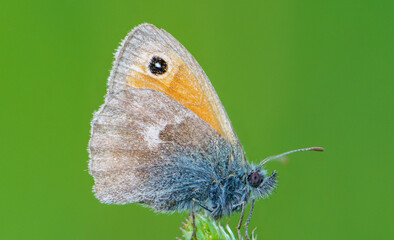 The meadow jay (Maniola jurtina) is a butterfly from the jay subfamily, Nymphalidae family