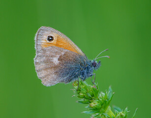 The meadow jay (Maniola jurtina) is a butterfly from the jay subfamily, Nymphalidae family