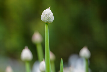 Winter onion, also known as scallion (Allium fistulosum) is a bulbous vegetable from the amaryllis...