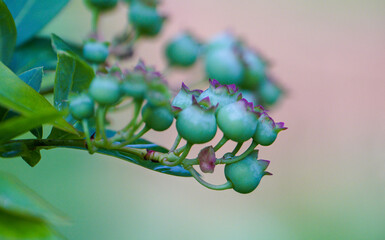 Cranberry (Vaccinium corymbosum), also known as Canadian blueberry, is a plant from the heather family. It comes from North America and has been domesticated and cultivated in Europe.