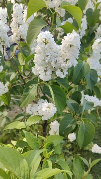 Common lilac flowering in the garden in springtime. Bush of white lilac, swaying in the wind. Sunny spring weather, a green lilac bush against a blue sky background. Vertical video
