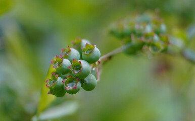 Cranberry (Vaccinium corymbosum), also known as Canadian blueberry, is a plant from the heather family. It comes from North America and has been domesticated and cultivated in Europe.