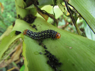 A Xanthopastis timais caterpillar on a leaf of a plant in the middle of the forest