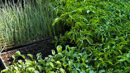 Young seedling of the plant grows out of the dirt. Agrigultural concept
