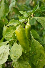 green bell pepper ripening in the sun on bush branch. organic food. growing vegetables outdoors and in a greenhouse. cottage, garden and vegetable garden. vegetable rich in vitamins and microelements