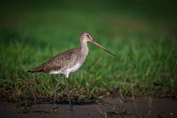 Black tailed Godwit-They mainly eat invertebrates, but also aquatic plants in winter and on migration. In the breeding season, prey includes beetles, flies, grasshoppers, dragonflies, mayflies