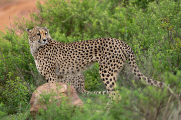 Cheetah at Pilanesberg National Park, South Africa