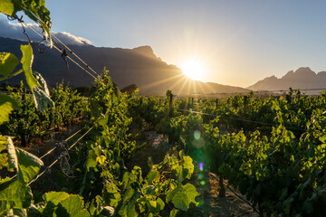 Vineyards in the sunset light in the Franschhoek Valley in South Africa © Remo Peer