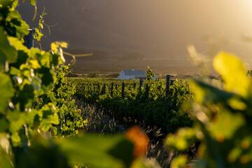 Vineyards with beautiful sunset in Franschhoek valley, South Africa.