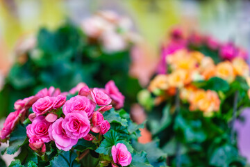 garden nursery greenhouse, bunch of roses, commerce with various flowers