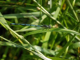 Damselfly on leaf