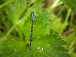 Damselfly on leaf