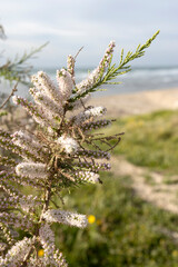 Tamarix africana, the African tamarisk, is a species of tree in the family Tamaricaceae.
