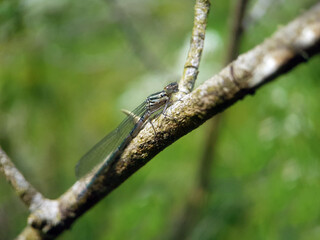 Damselfly on leaf
