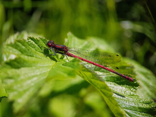 Damselfly on leaf