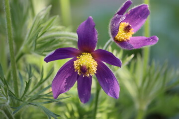 Sweden. Pulsatilla vulgaris, the pasqueflower, is a species of flowering plant belonging to the buttercup family (Ranunculaceae), found locally on calcareous grassland in Europe.