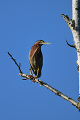 An unusual looking adult Green Heron bird sits perched in a tree along the edge of a marsh
