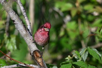 A bright colorful male Purple Finch Bird sits perched on a branch under green foliage