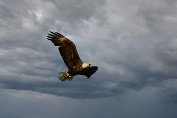 Symbolic American Bald Eagle in flight with wings spread and beak open against a back drop of a...