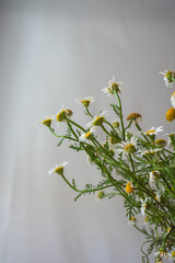 Common daisy indoor © Seersa