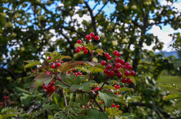 Cluster of vibrant red berries of guelder rose on a bush with green leaves. The overall composition creates a harmonious contrast between the bright red berries and the lush green surroundings