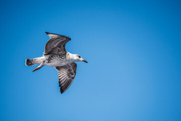 A seagull is flying in a clear blue sky on a sunny day