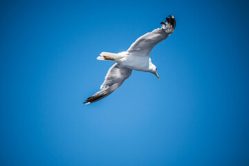 A seagull is flying in a clear blue sky on a sunny day