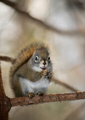 A squirrel enjoying attention while eating