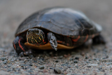 A Painted Shell Turtle travelling across the road