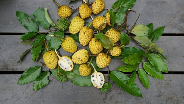 Araticum do Mato,  planta t&iacute;pica de matas secund&aacute;rias iniciais, fruto semente e folhas