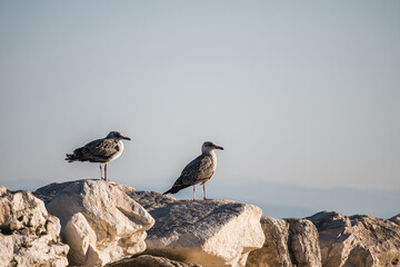 A pair of seagulls is standing on a rocky wall
