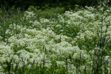 Galium boreale or Northern Bedstraw is a plant species of the genus Galium.