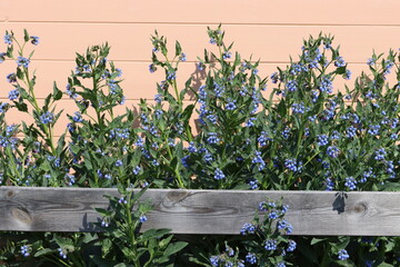 Fototapete bei efototapeten.de bestellen   