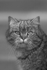 Katze Schwarz Weis Portrait  