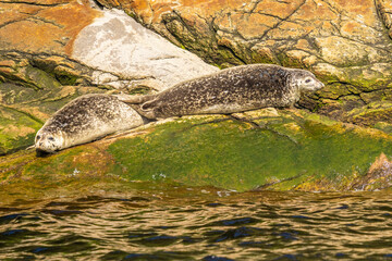 St Lawrence Harbor Seals