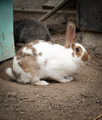 Close up of a rabbit