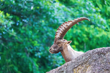 Steinbock 