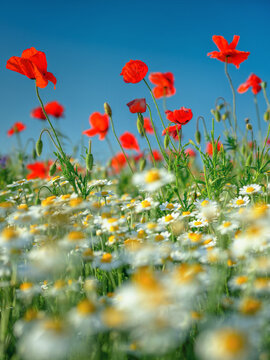 a lot of white camomiles and red poppies on a meadow under blue sky