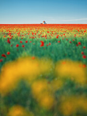 close up view to farm house between poppy field through yellow bush