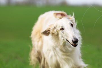 The dog, a white Russian Greyhound, close-up, shakes itself off, on a natural background of a green...