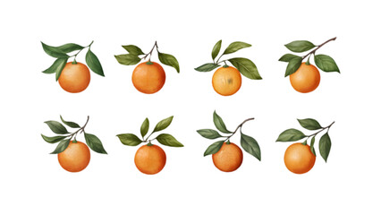 Branch with Oranges and Leaves Isolated on Transparent Background | Citrus Fruit Vector Clipart Collection