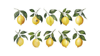Branch with Lemons and Leaves Isolated on Transparent Background | Citrus Fruit Vector Illustration Collection