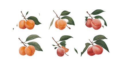 Branch with Apricots and Leaves Isolated on Transparent Background | Detailed Apricot Fruit Vector Clipart