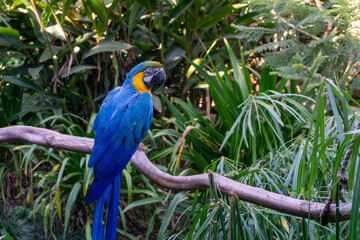 blue and yellow macaw