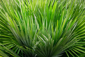 Palm leaves in the garden. Natural background. Close-up.