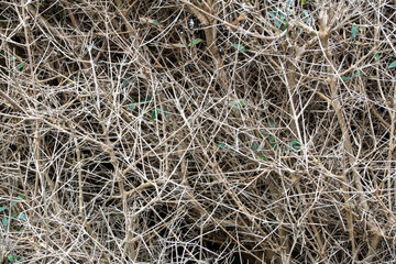 Dry branches of the bush on the ground in the garden.