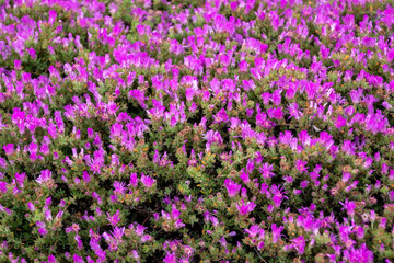 Naklejka premium Purple flowers in the garden, Thailand. Selective focus.