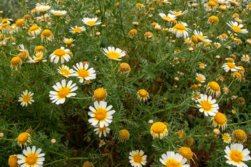 Chamomile flower in the garden. Chamomile field